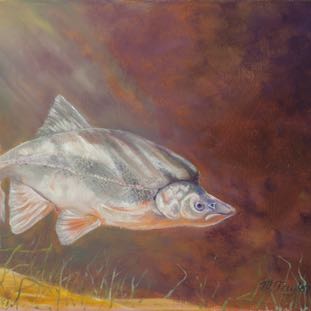 WESTERN HUMPBACK CHUB 9X12.jpg