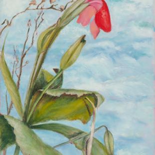 Scarlet Monkey Flower 16X8.jpg